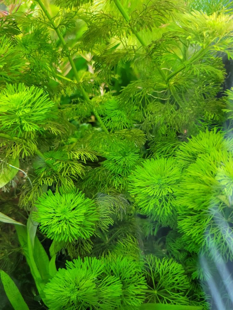 Rosliny akwariowe LIMNOPHILA