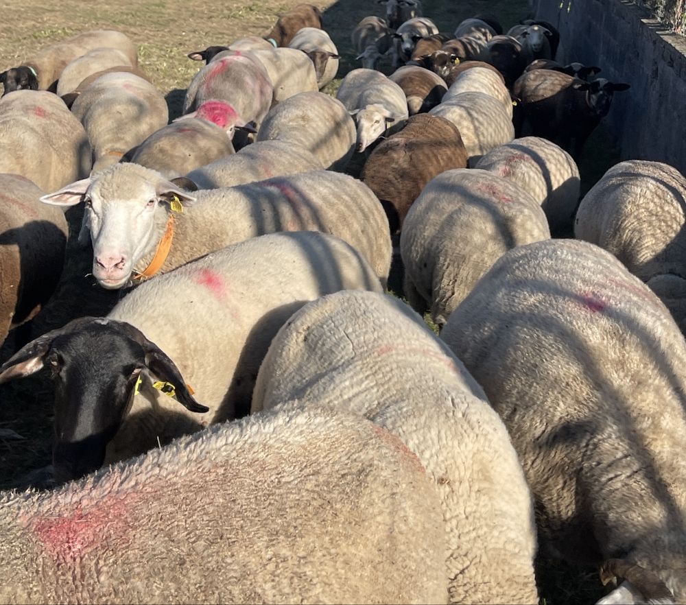 Rebanho de ovelhas de varias raças puras / cruzadas ( LER anuncio )