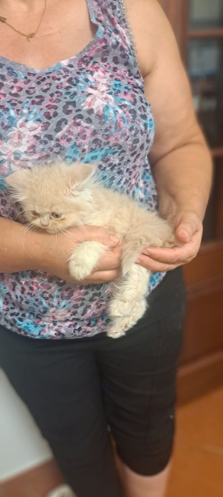 Gatinho persa lindo amarlinho