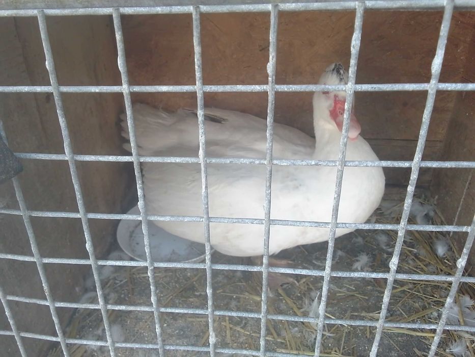 Eco kaczki bądź kaczory