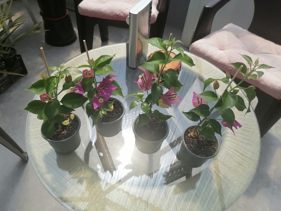 Продам Бугенвиллию