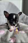 Chihuahua**Cudowna Maleńka Sunia**Do Rezerwacji