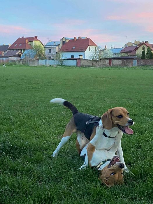 Бігль красень шукає дівчину. В'язка