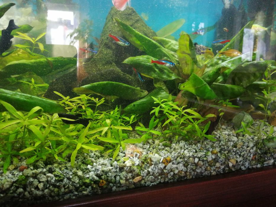 Roślinki do akwarium wymienię na rybki lub coś innego