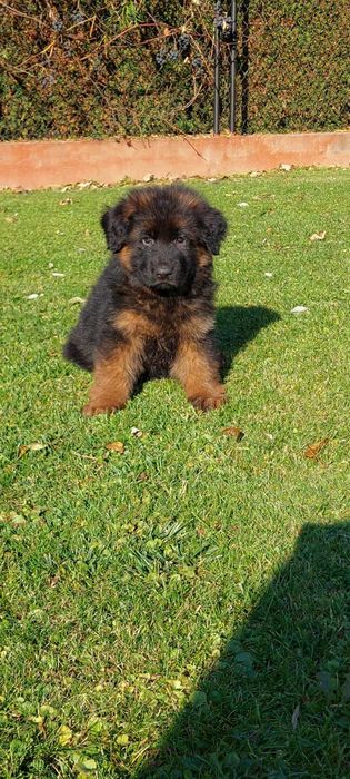 Owczarek Niemiecki Długowłosy