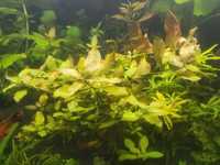 Roślina akwariowa Ludwigia ovalis ,owalna sadzonki  2 PLAN IDEALNA
