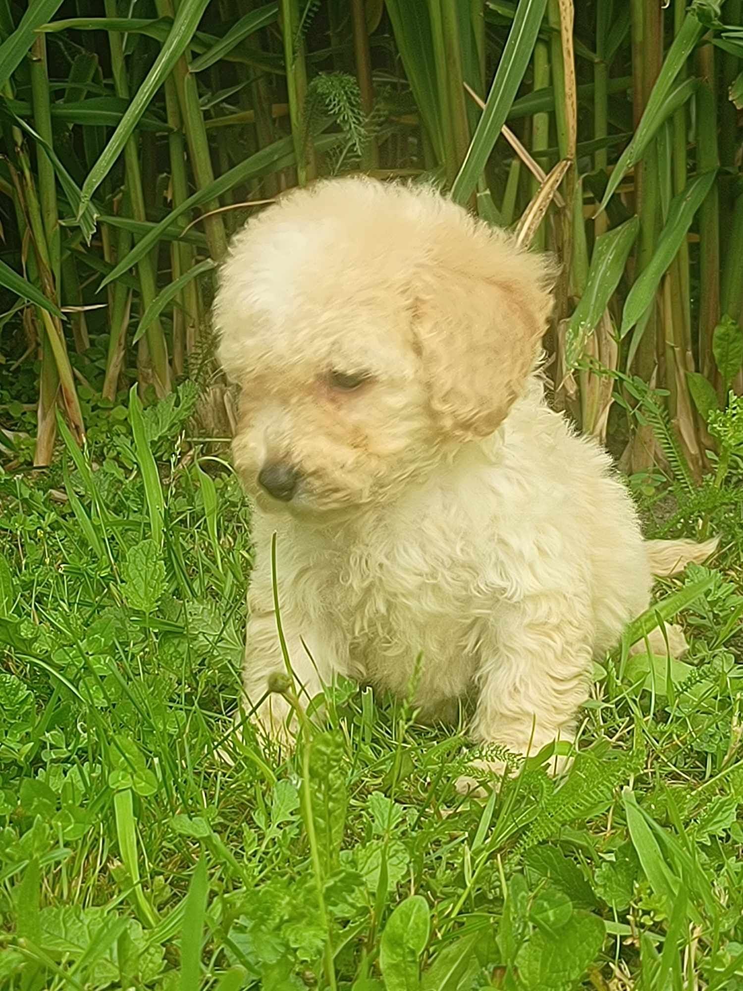 Maltipoo cudowne szczenię