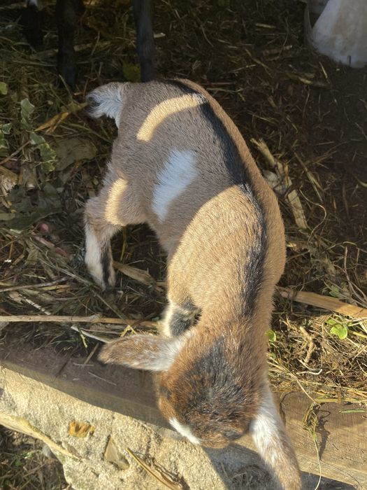 Vendo cabras de quinta