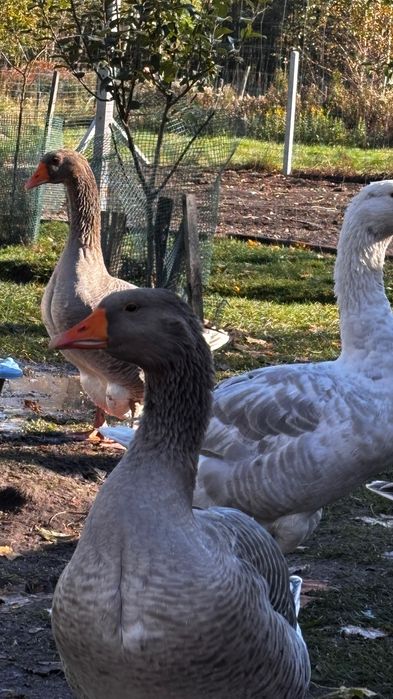 Sprzedam gęsi tegoroczna