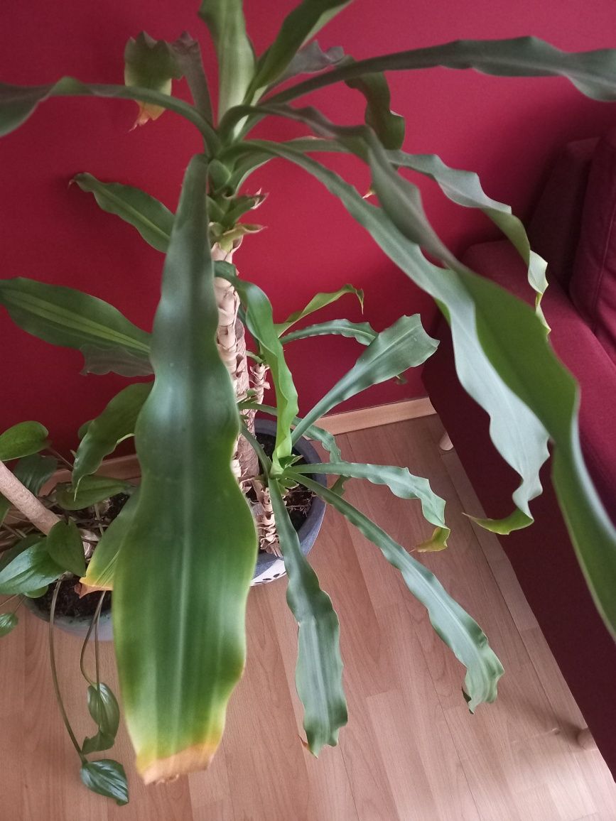 Planta pau d'água (vaso cerâmico incluído)