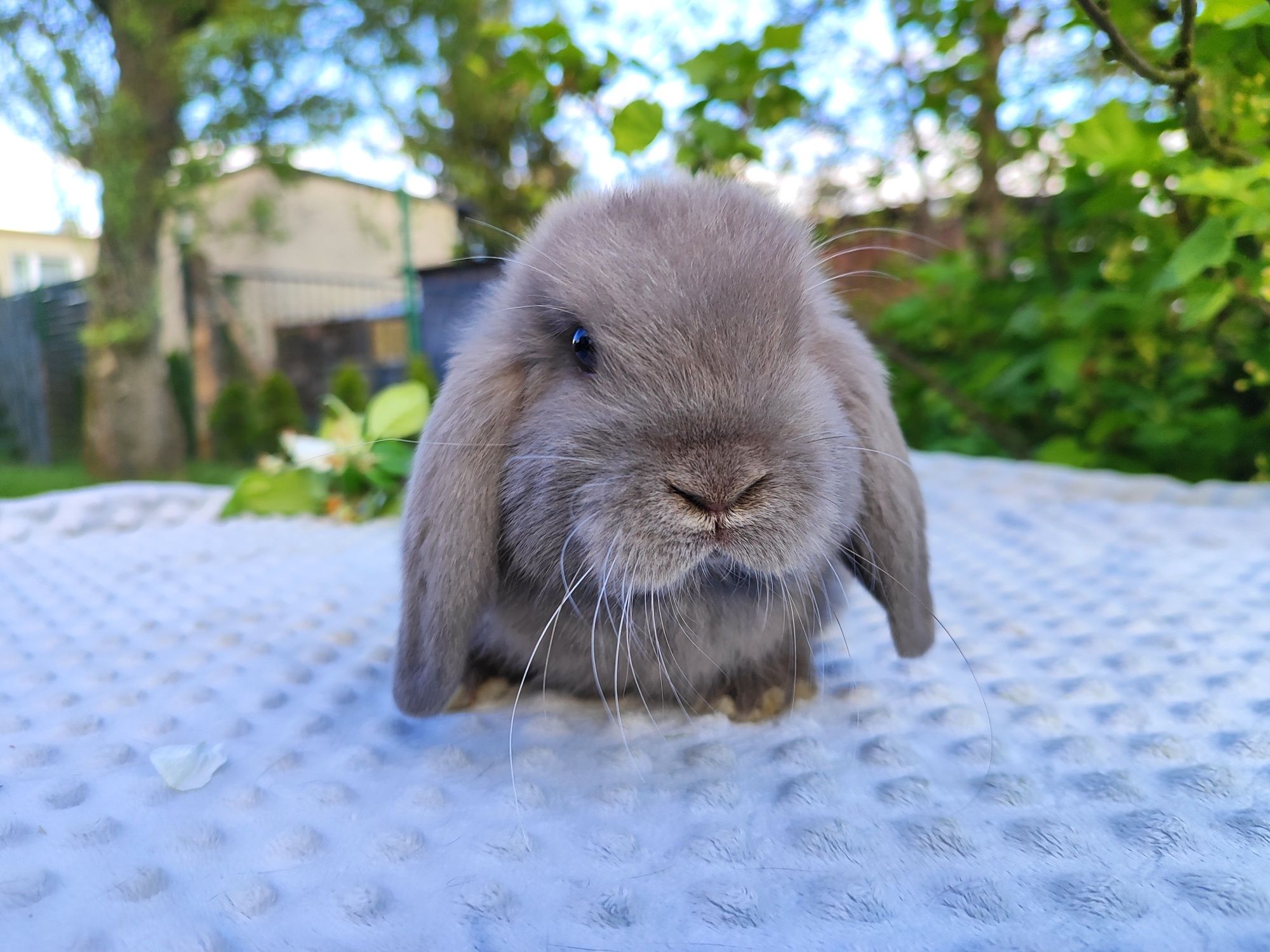 Mini lop rasowy metryka legalna hodowla królik miniaturka baranek