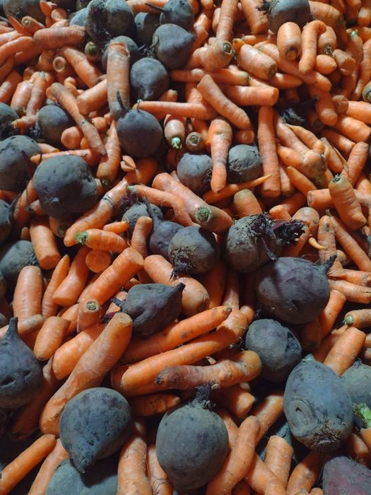 Sprzedam marchew i buraki czerwone