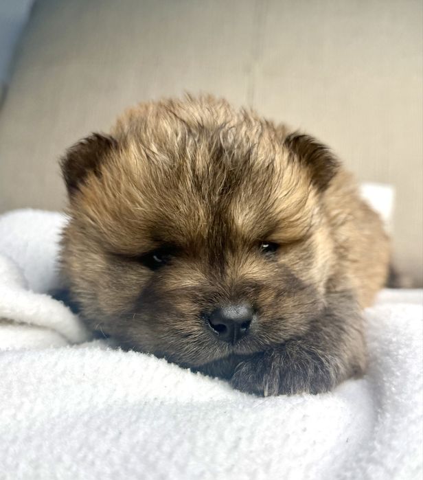 Chow Chow macho castanho