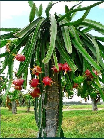 Pitaya planta enraizadas