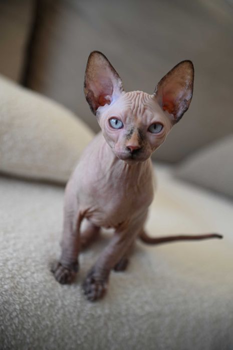 Piękna Figa - koteczka Sfinks