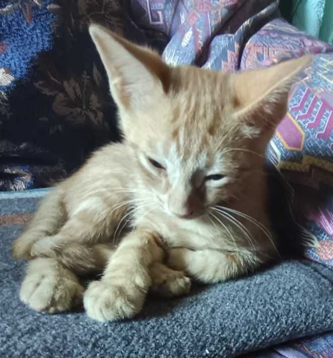 Gatinhos lindos e fofos