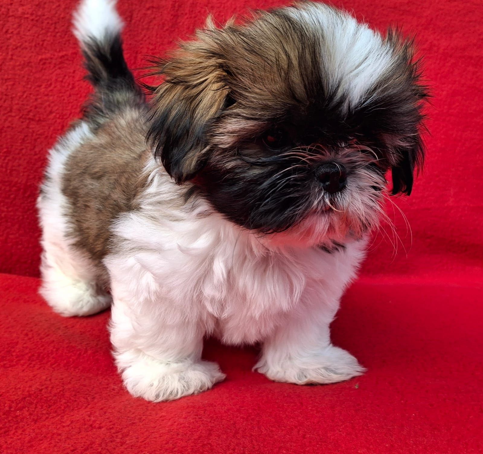Piesek Shih-Tzu Gotowy do odbioru
