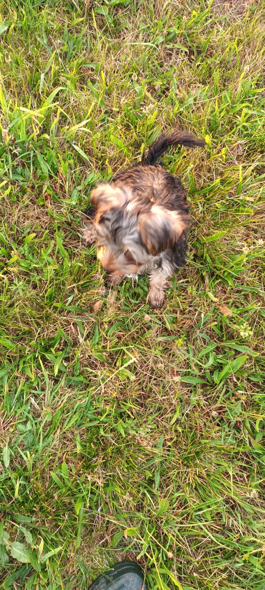 York Terrier piesek