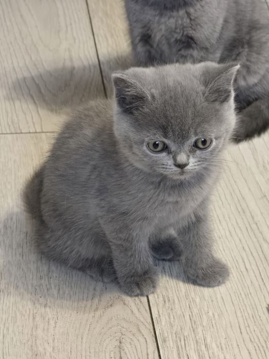 Kotka brytyjska do rezerwacji