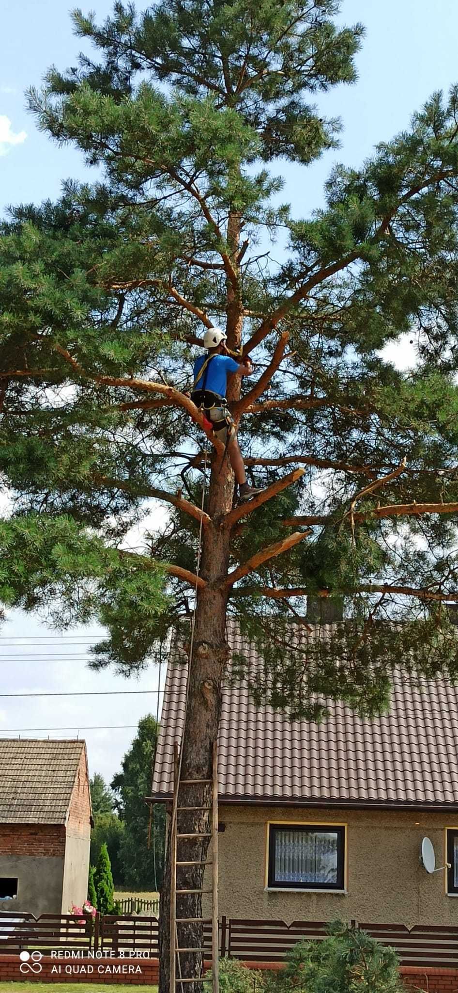 Usługi arborystyczne, wycinka drzew, pielęgnacja drzew