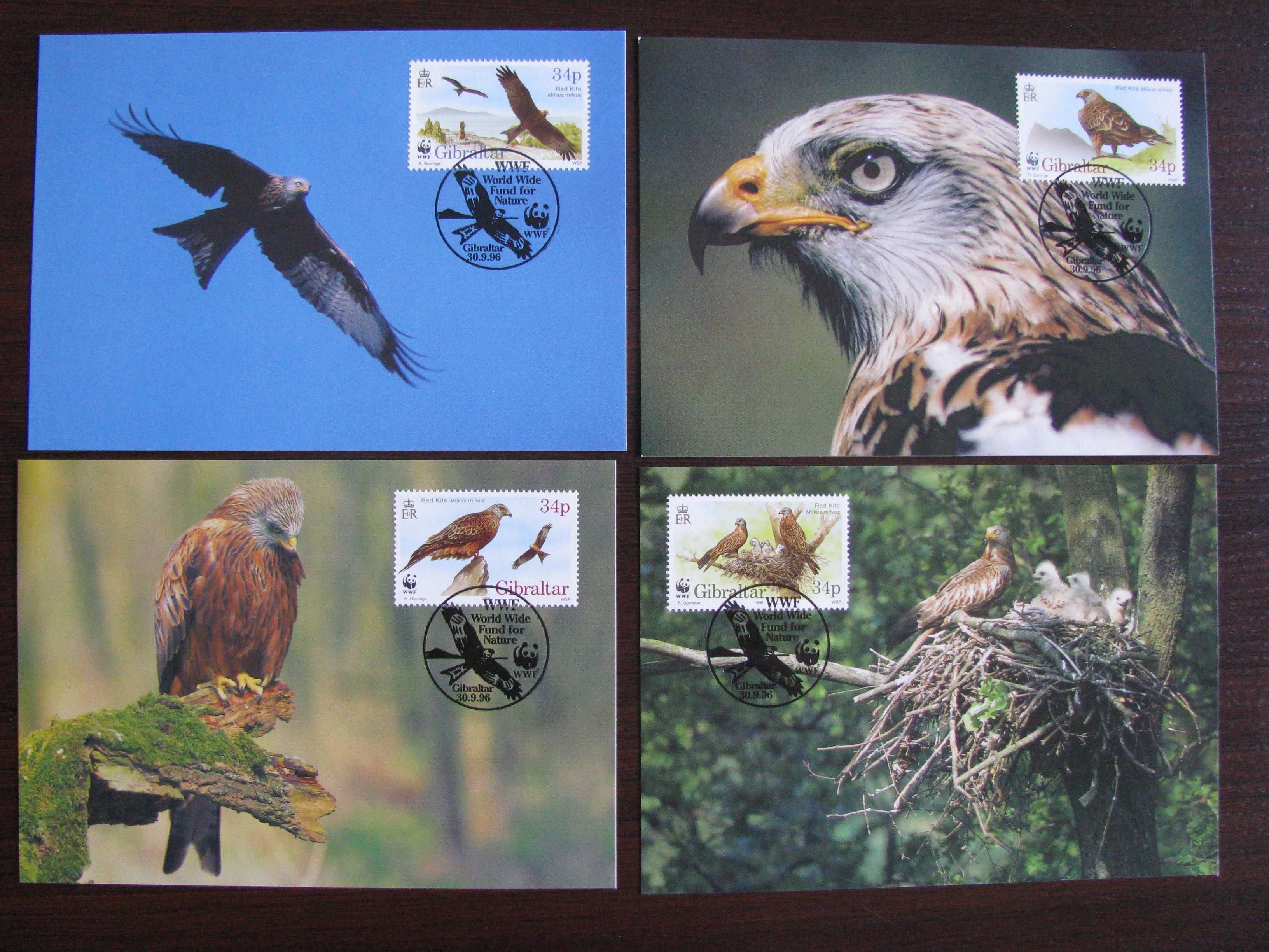 Gibraltar -Maxim karty-Ptaki, Kania ruda -WWF