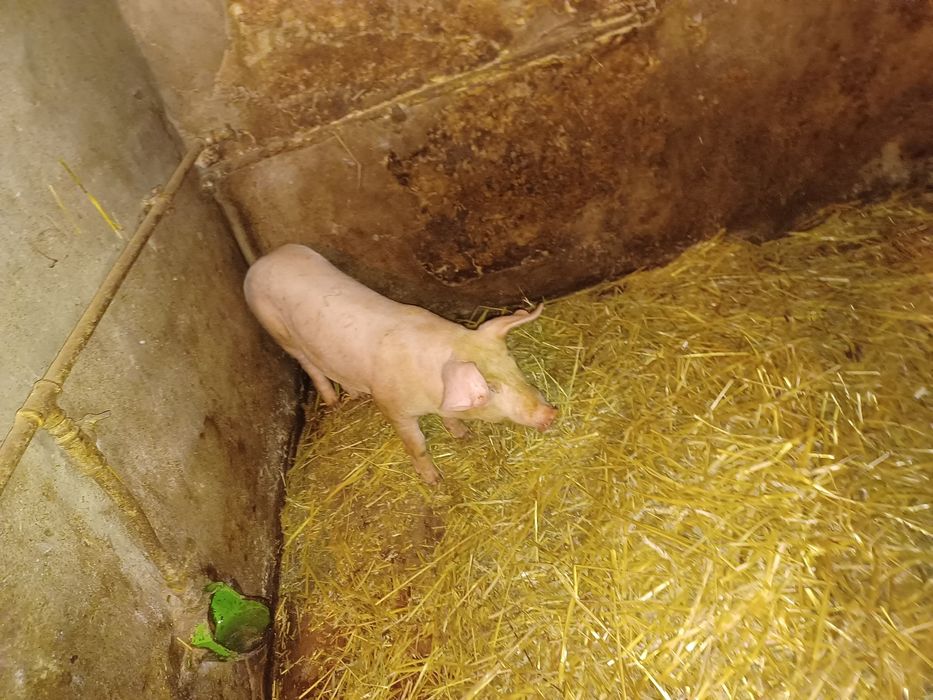 Prosięta mięsne waga ponad 30 kilo