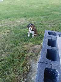 Szczeniak beagle