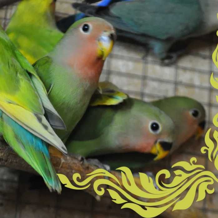 Волнистые попугаи и неразлучники птенцы