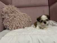 Shih tzu chłopczyk z rodowodem