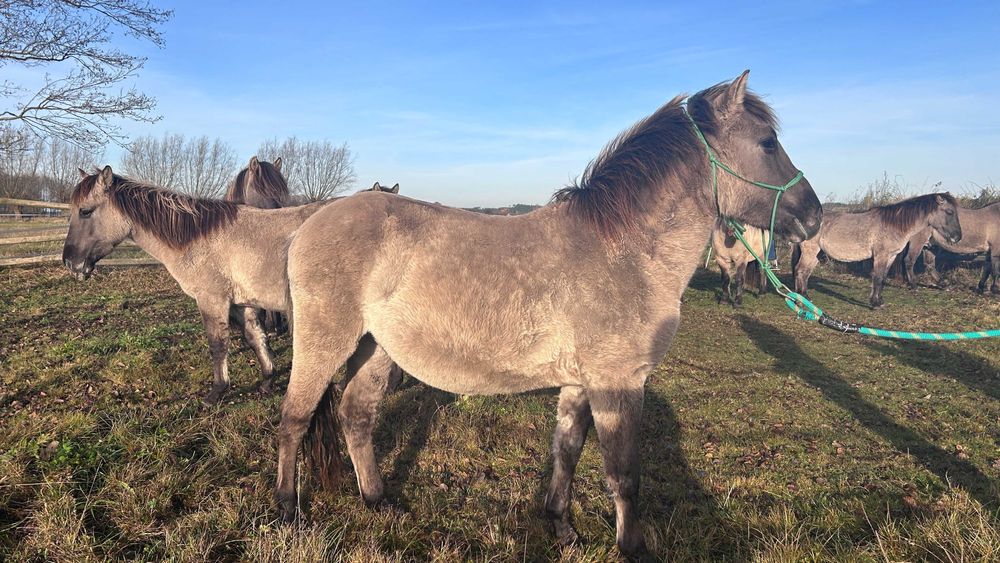 Ogierek konika polskiego