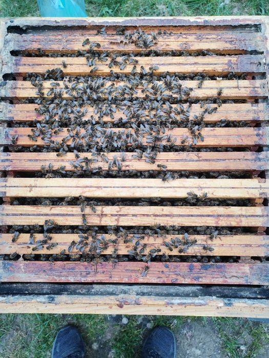 Rodziny pszczele pszczoły Wielkopolski MATKI Odklady