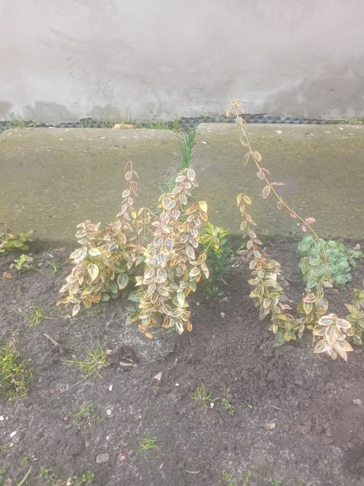 Берескет ,саджанці вкорінені