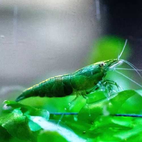GB Krewetka Ciemno Zielona - Green Jade Dark - dowóz ryb!