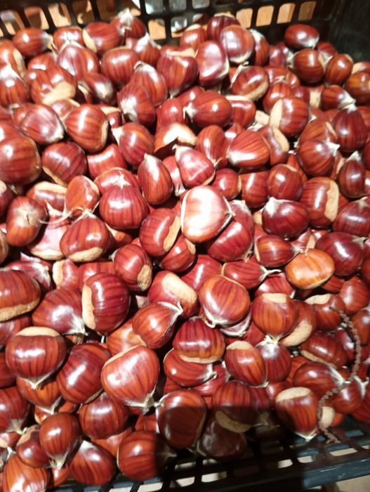 Vendo castanhas boas