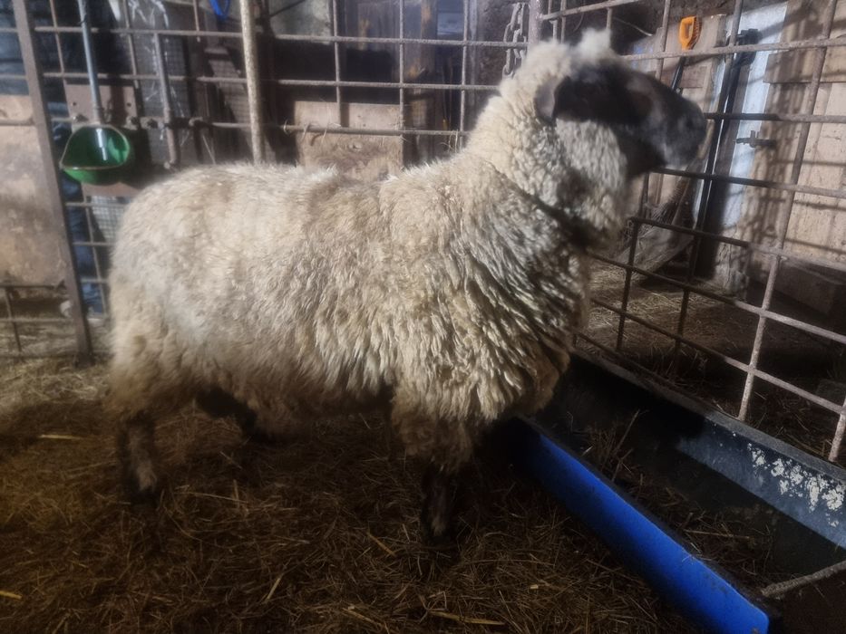 4 letni baran czarnogłówki