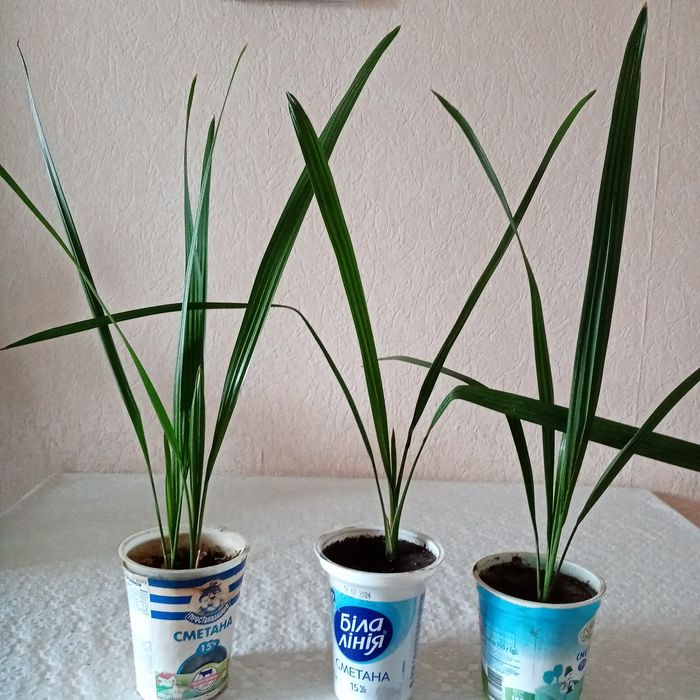 Садженці пальми віялової 80 грн.