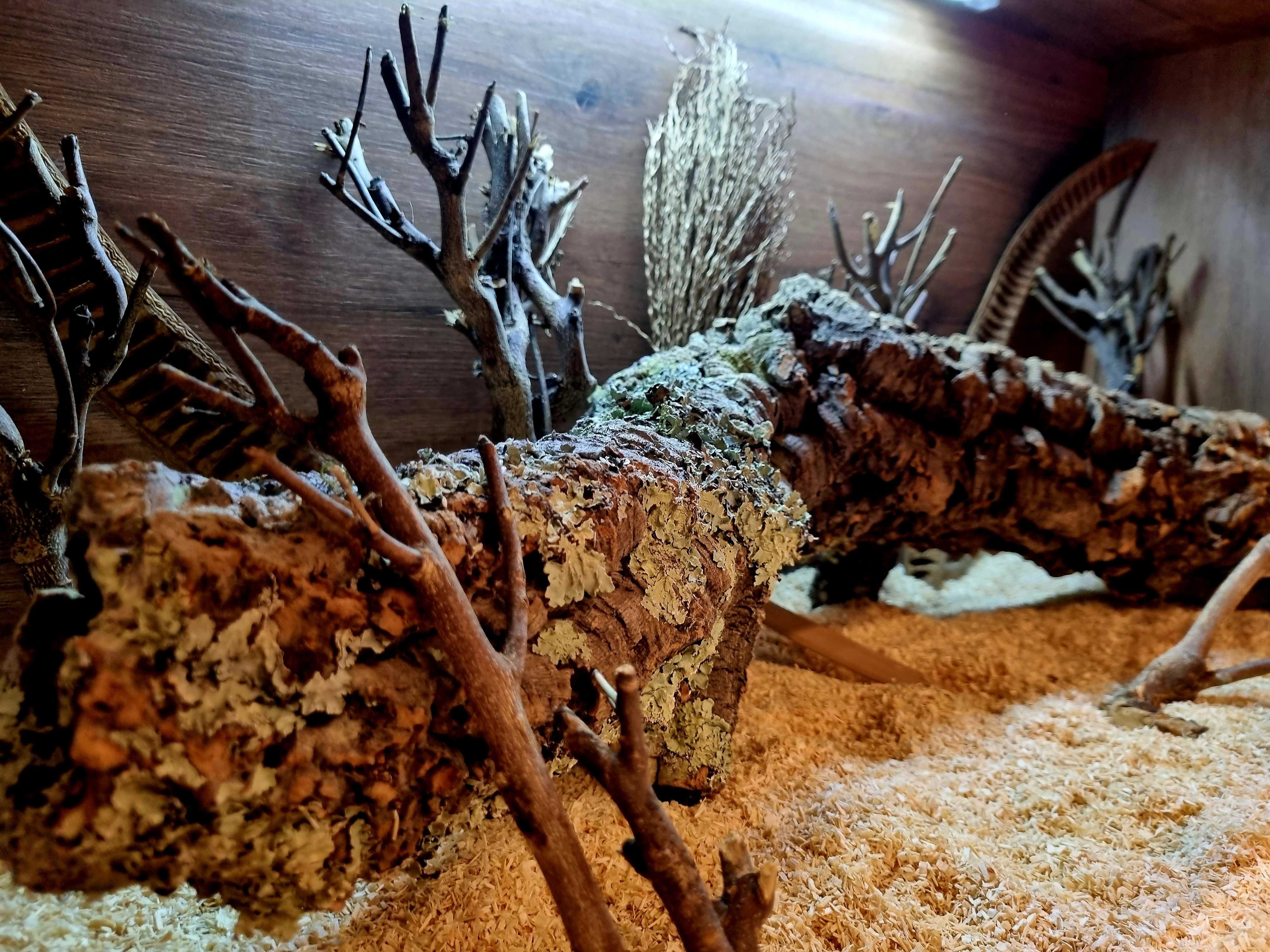 Terrarium 100x50x50 wąż zbożowy pyton boa