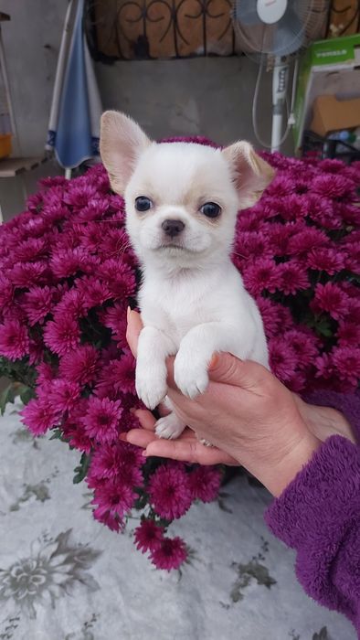 Хлопчік міні чіхуахуа