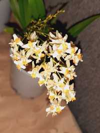Продаются орхидеи Онцидиум Птицеклювый