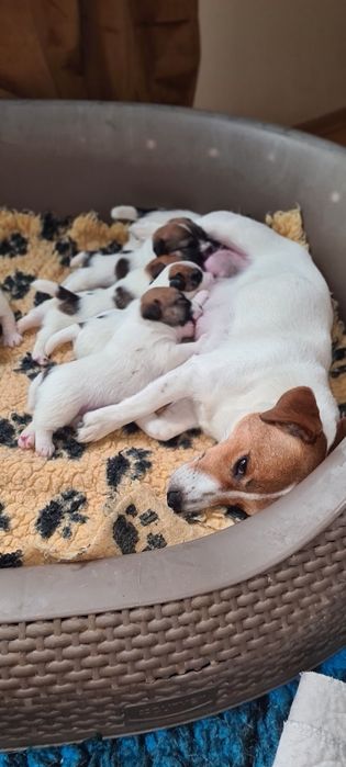 Jack Russell Terrier samiec William