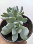Pachyphytum sukulent kaktus roślina grubosz