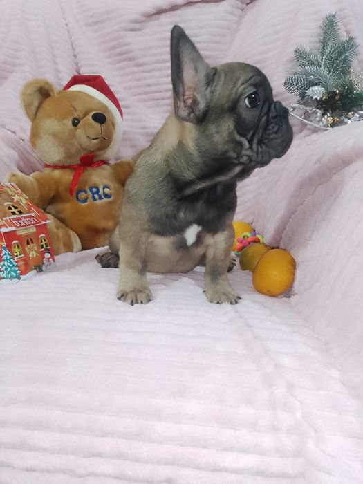 Щенки французики