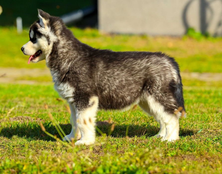 Siberian Husky SUCZKA