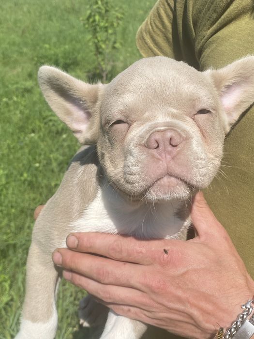 Кому целовательный носик?) щенок Французского Бульдога