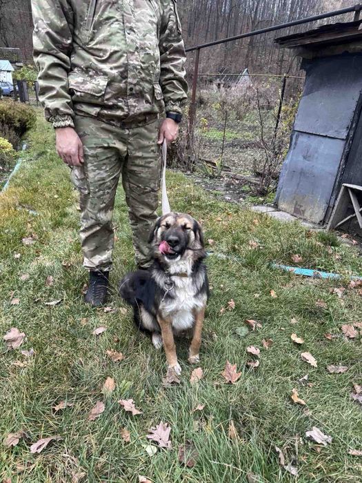 Віддам в добрі руки