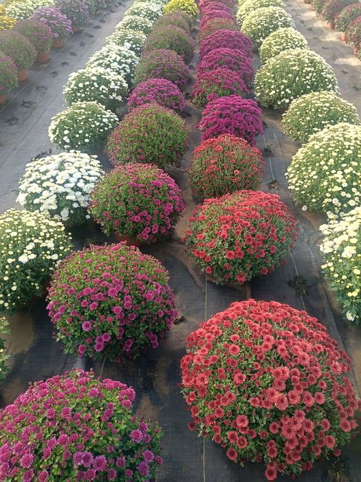 Chryzantemy drobnokwiatowe