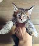 Śliczna szylkretka Maine Coon KAYA Ashantu*PL