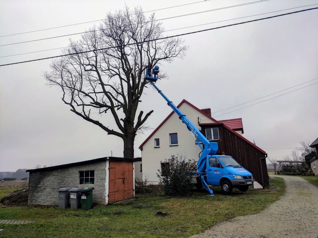 Wynajem Usługi Podnośnik koszowy! Wycinka i pielęgnacja drzew!