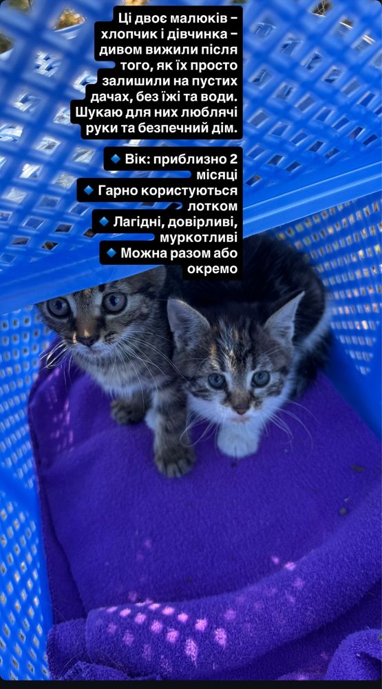 Кошенята в пошуках домівки