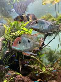 Casal Geophagus Tapajos Red Head